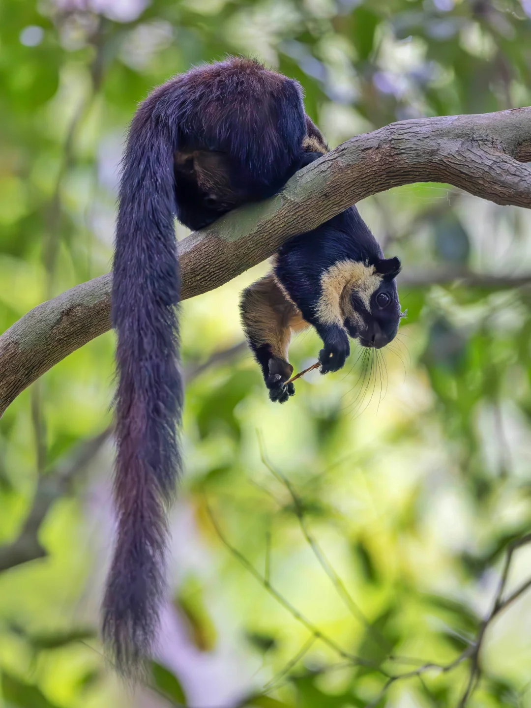 挂在树上的巨松鼠，尾巴巨长