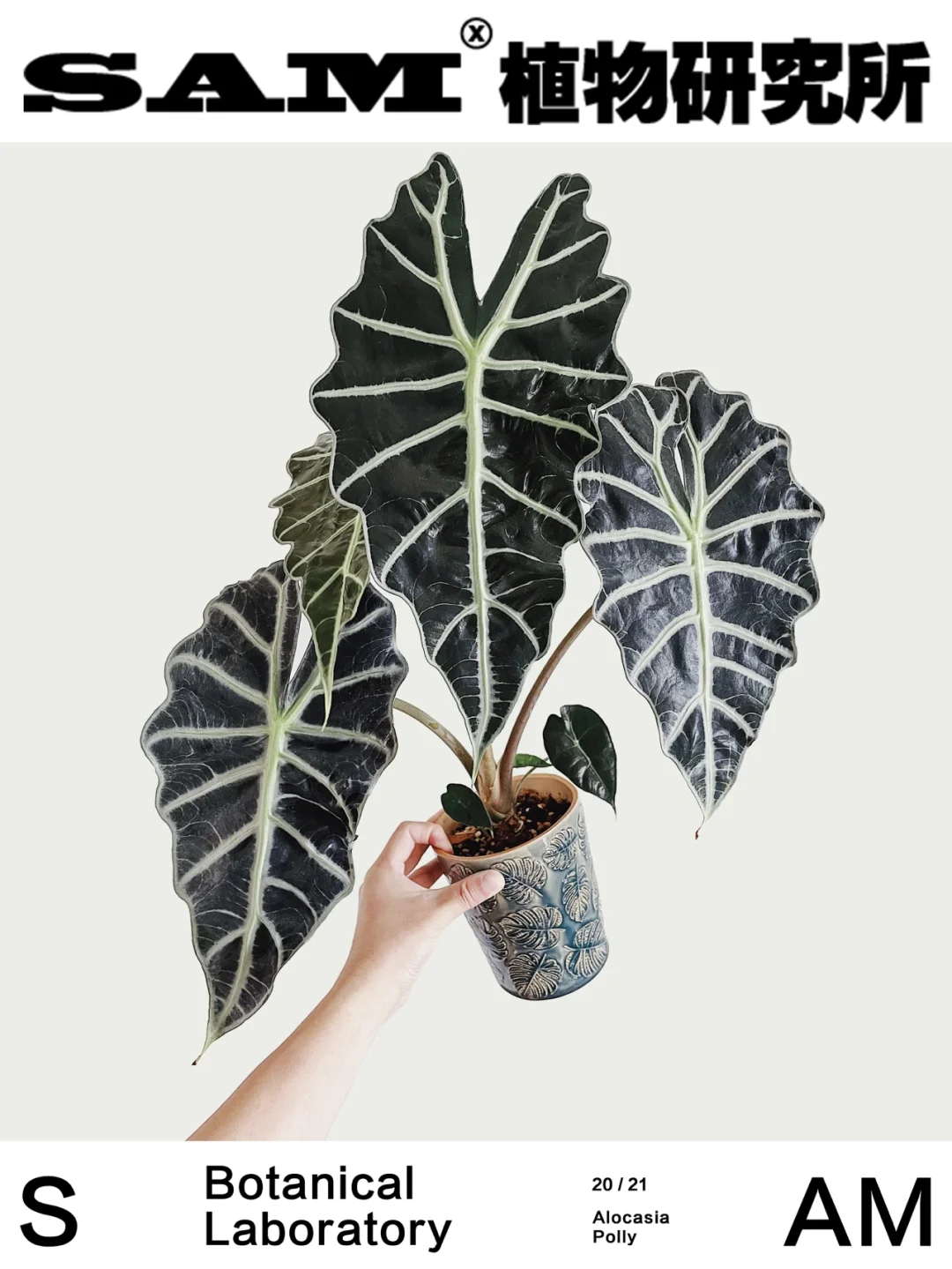 大仙女海芋｜Alocasia Polly