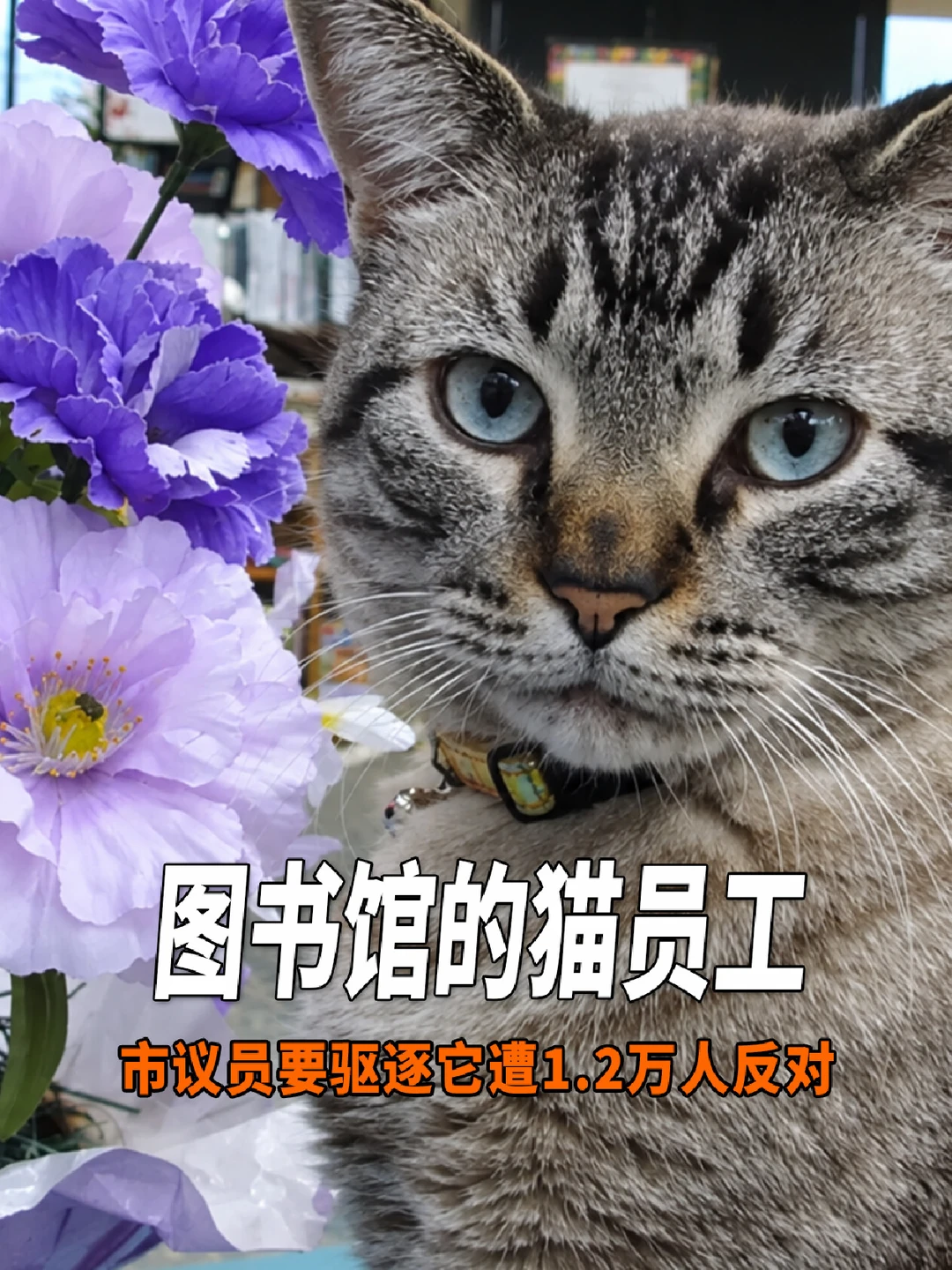 市议员企图驱逐图书馆猫，结果自己结束连任