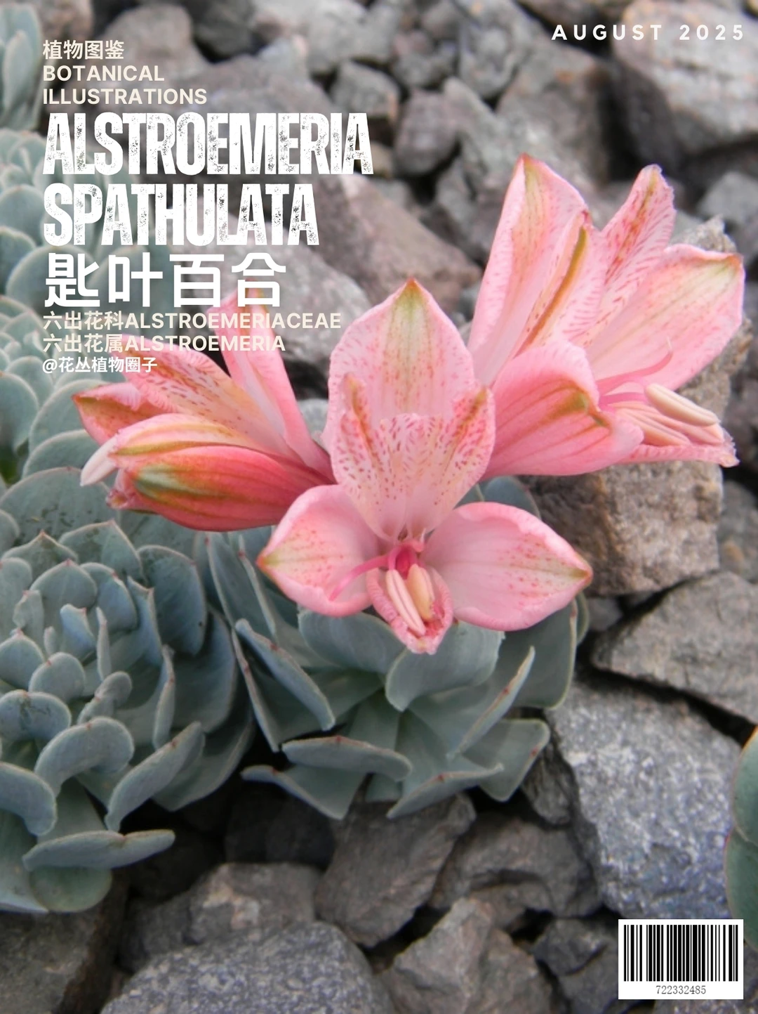 匙叶百合Alstroemeria spathulata