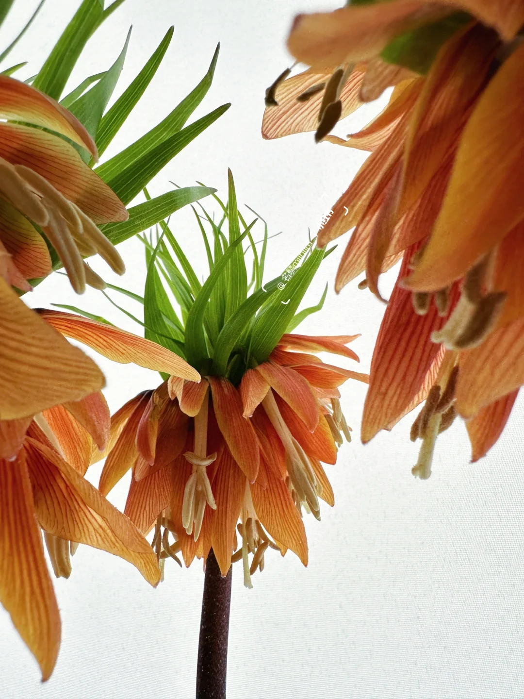 进口花材｜皇冠贝母👑“生而为王，王冠不会掉”