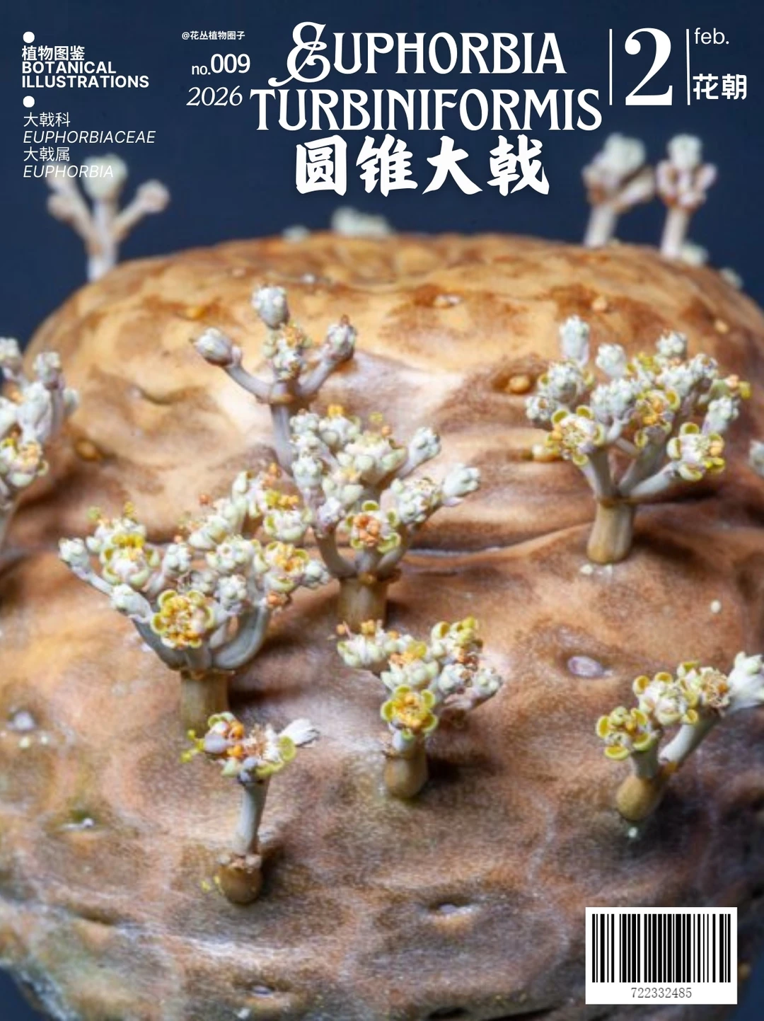 圆锥大戟Euphorbia turbiniformis