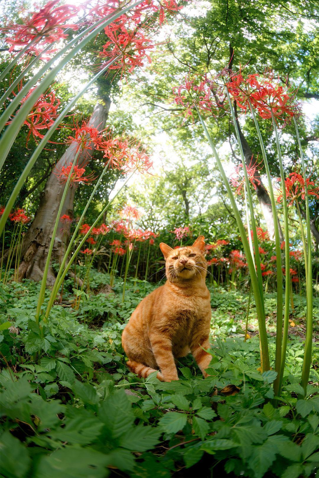 🐱:你空手来的阿
#微博影像年##摄影灵感上新# ​
