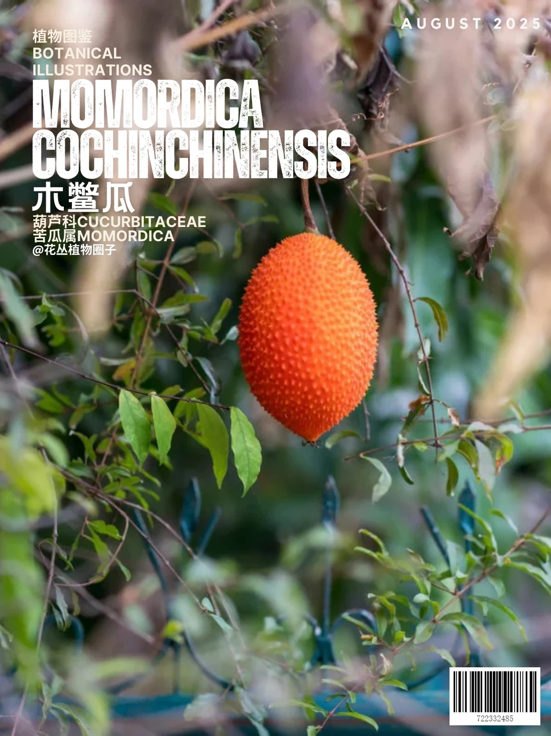 木鳖瓜Momordica cochinchinensis