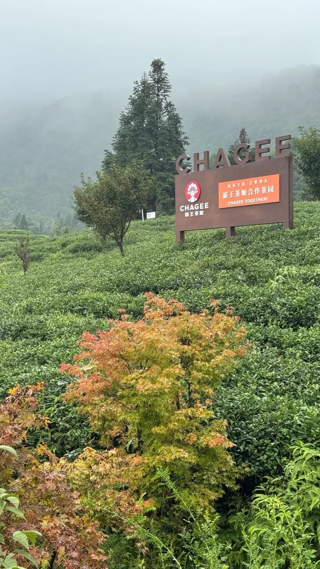 10月1日蒙顶山 来一起看看霸王茶姬的合作茶园
#蒙顶山 #暴走村 #暴走村成都