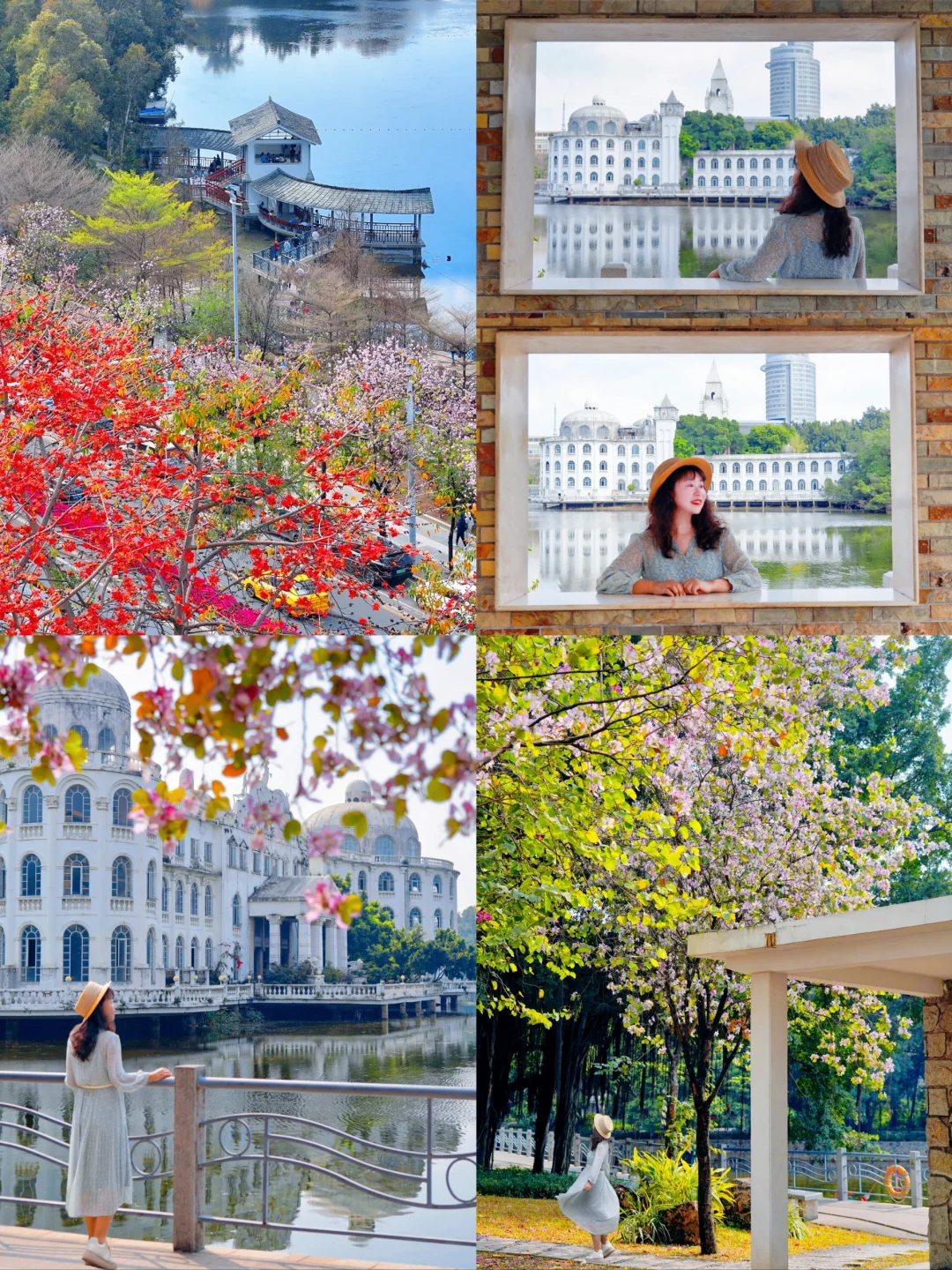 紫荆花开🌸广州这个欧式公园好浪漫