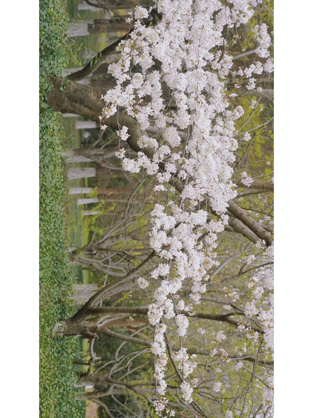 苏州小众赏樱 | 🌸阳澄湖的樱花开了