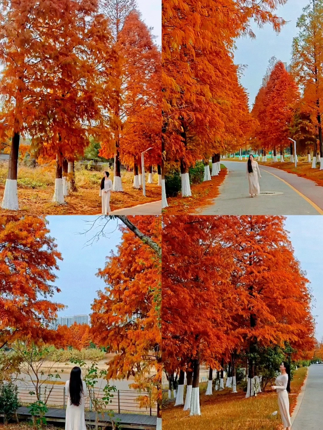 南昌这片无人的水杉红啦！live直出的美！