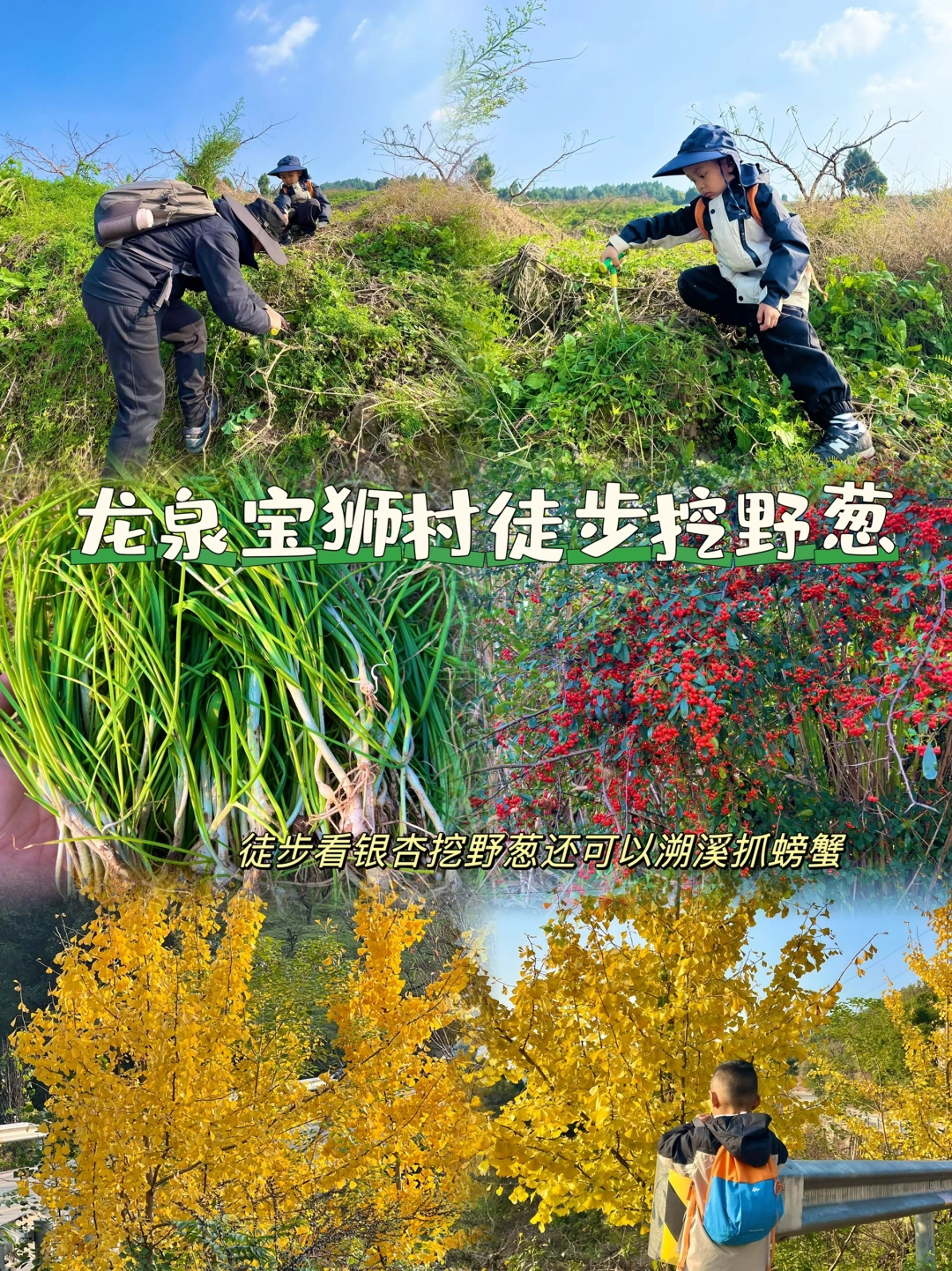 值得二刷三刷‼️龙泉宝狮村亲子徒步挖野葱