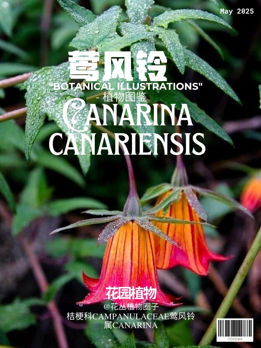 莺风铃Canarina canariensis