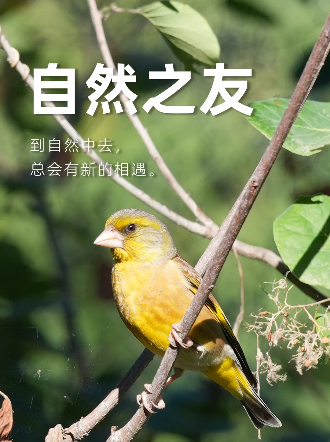 到自然中去，总会有新的相遇。