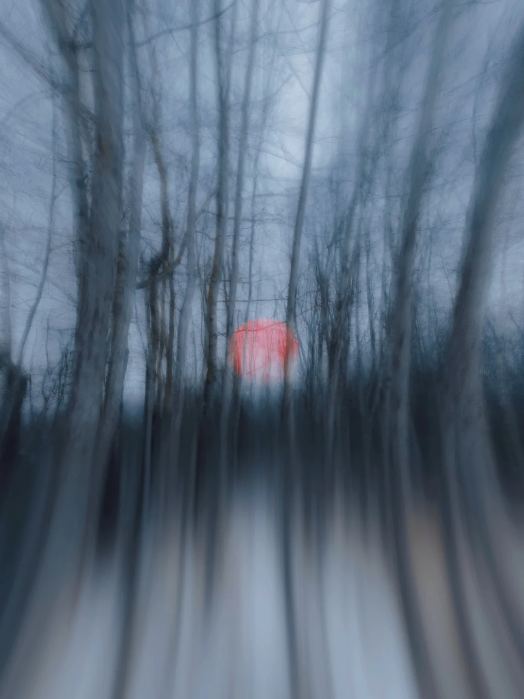 寻找同样喜欢拍树🌲的人