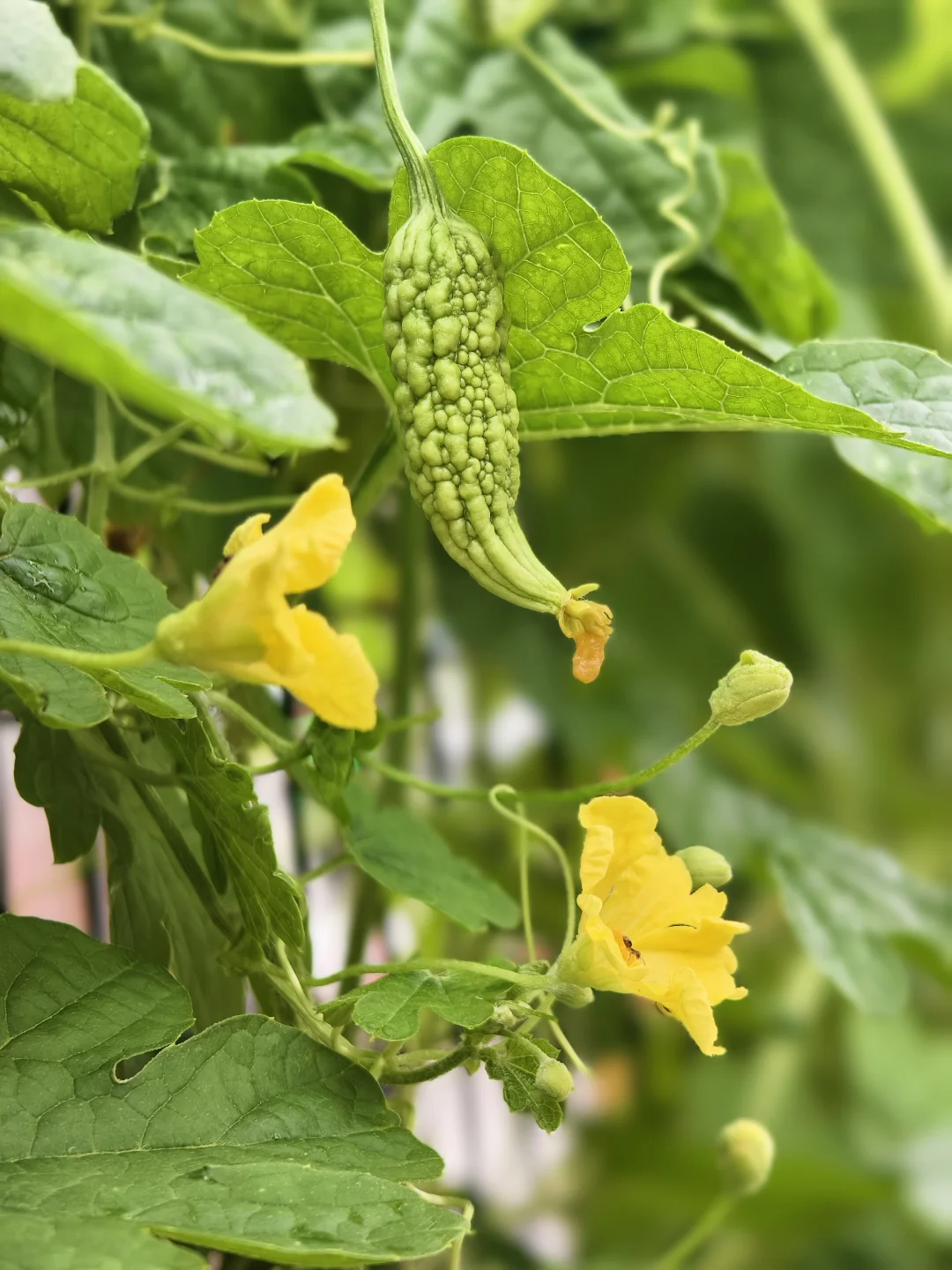 黄花垂苦瓠，一味清蔬消夏暑