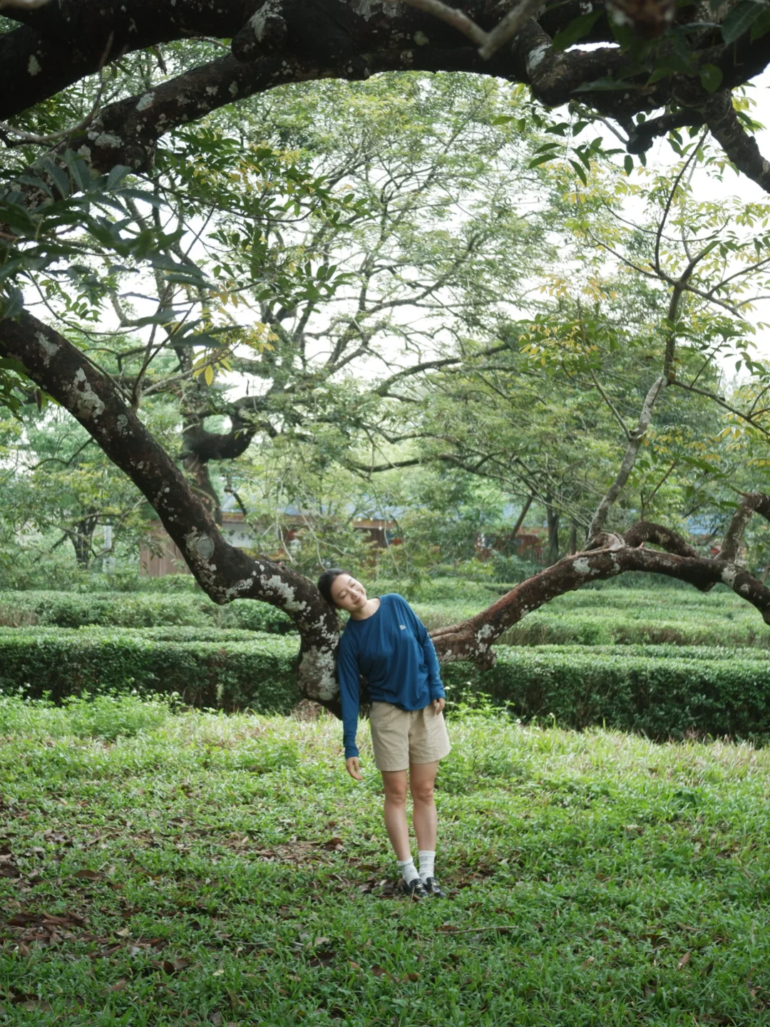 生命是一棵长满可能的树