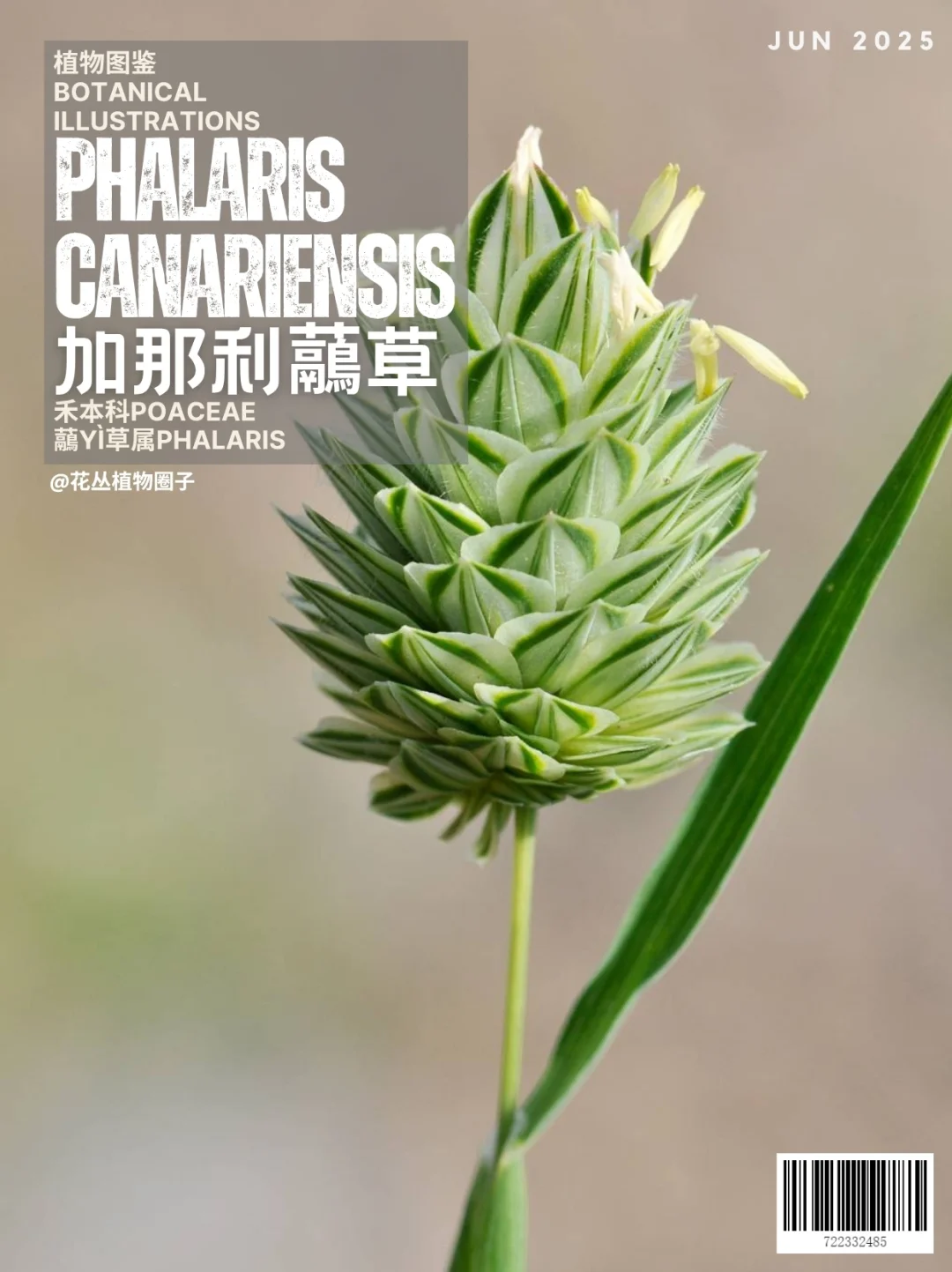 加那利虉草Phalaris canariensis