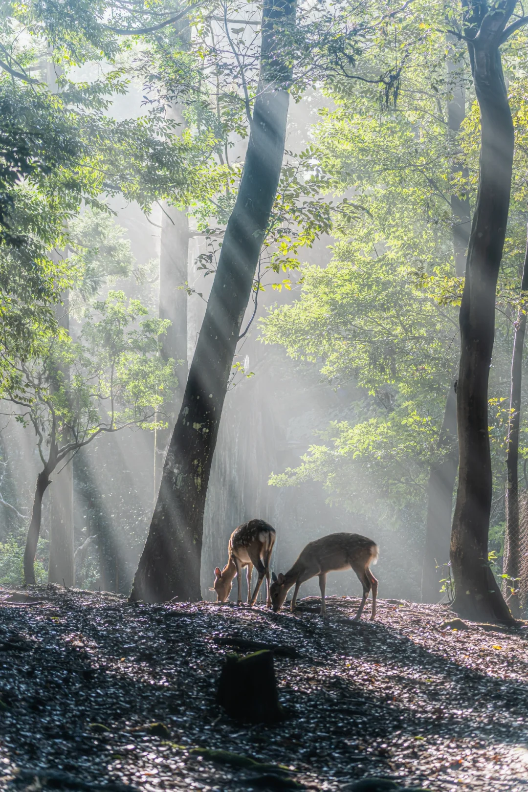 日本奈良丨迪○尼公主住的仙境就是这吧！