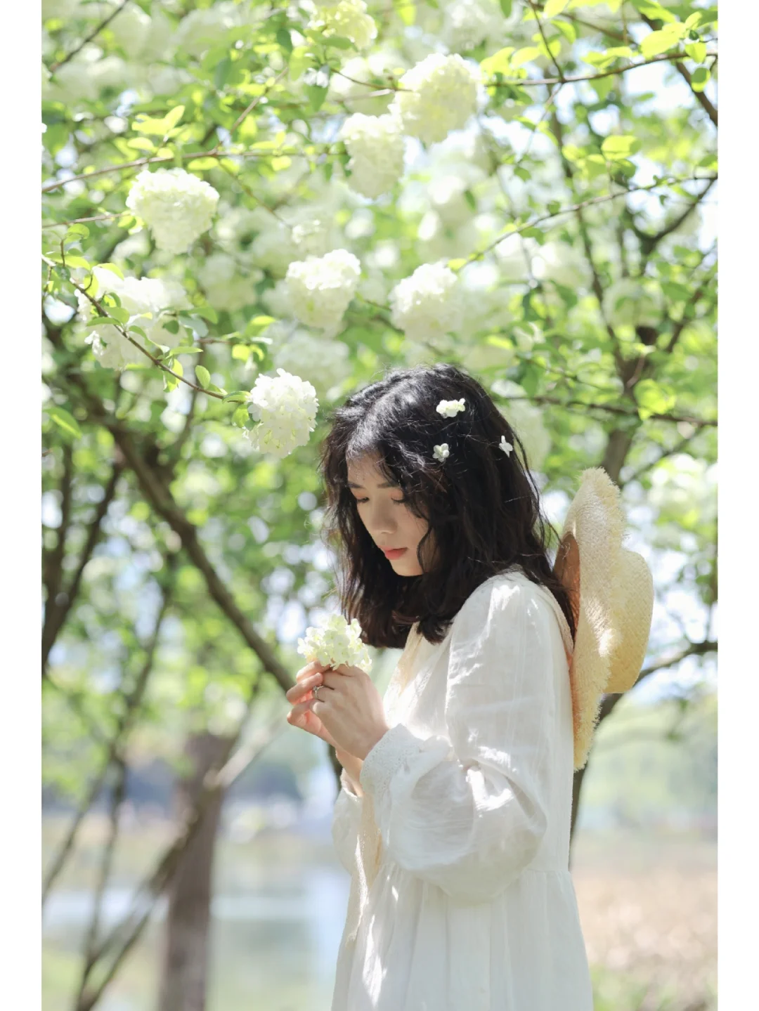 我宣布4月武汉顶流是木绣球❗️附赏花地图