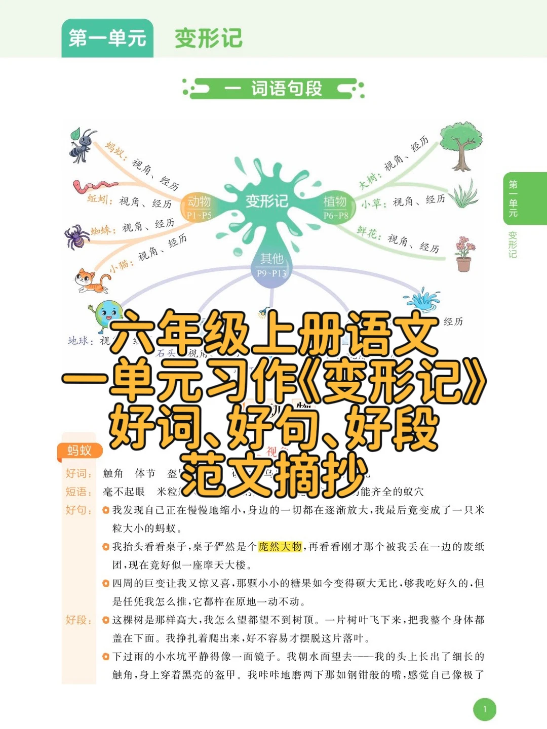 六年级上册语文｜一单元习作《变形记》习作