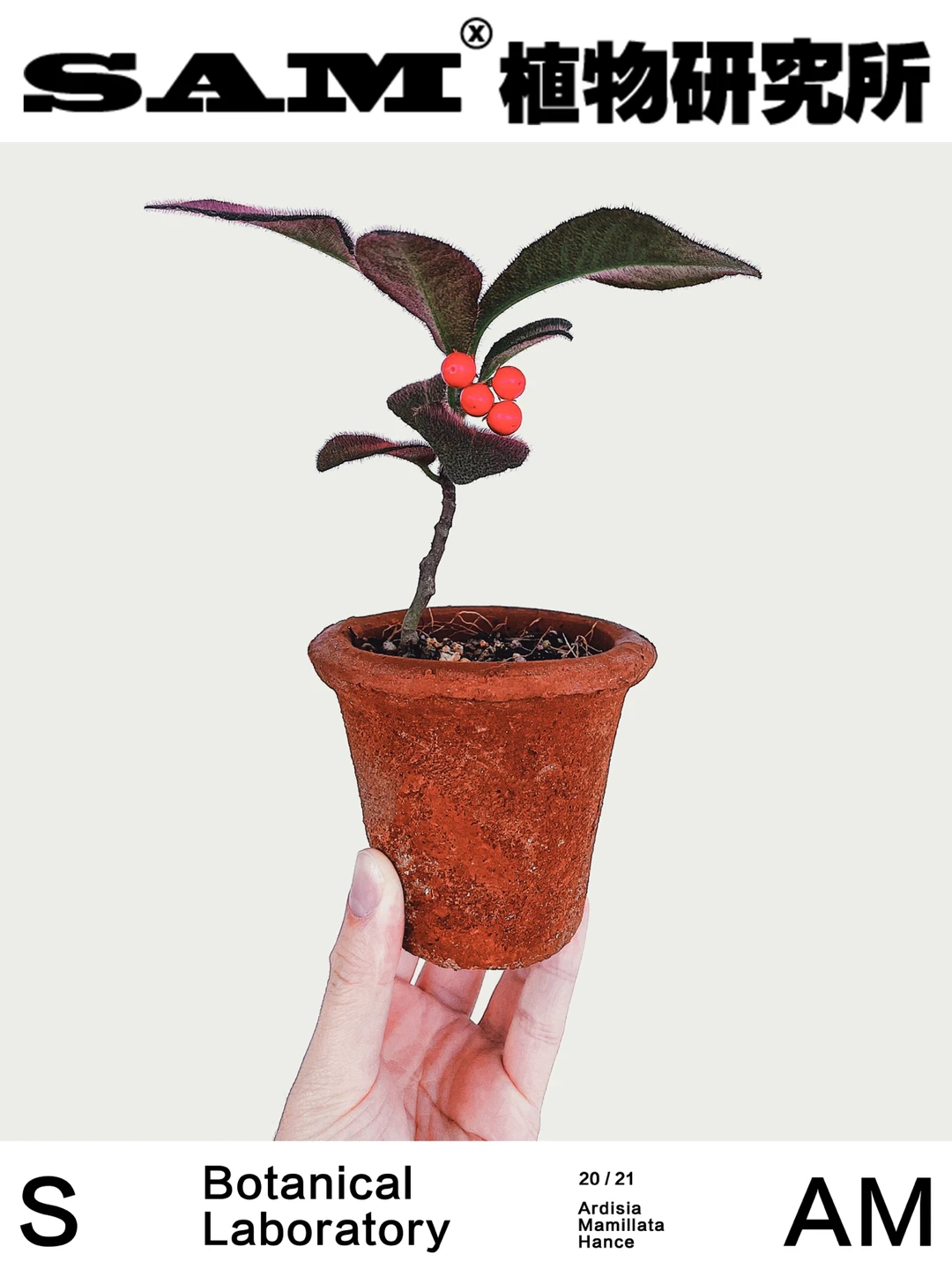 虎舌红｜Ardisia mamillata Hance