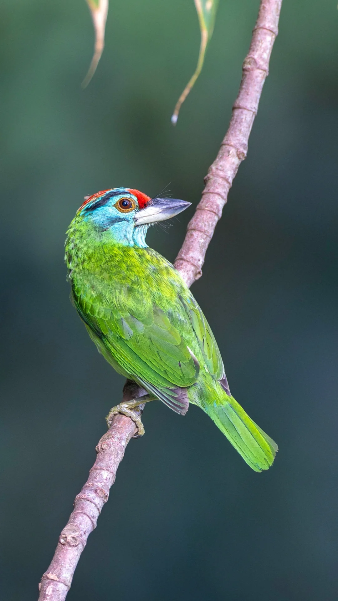 蓝喉拟啄木鸟的回头