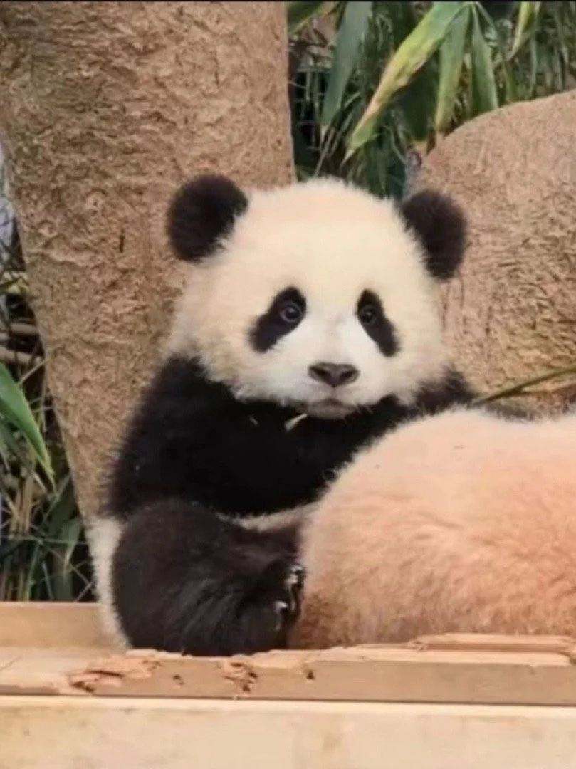 我宣布🙋它已经取代了花花的地位