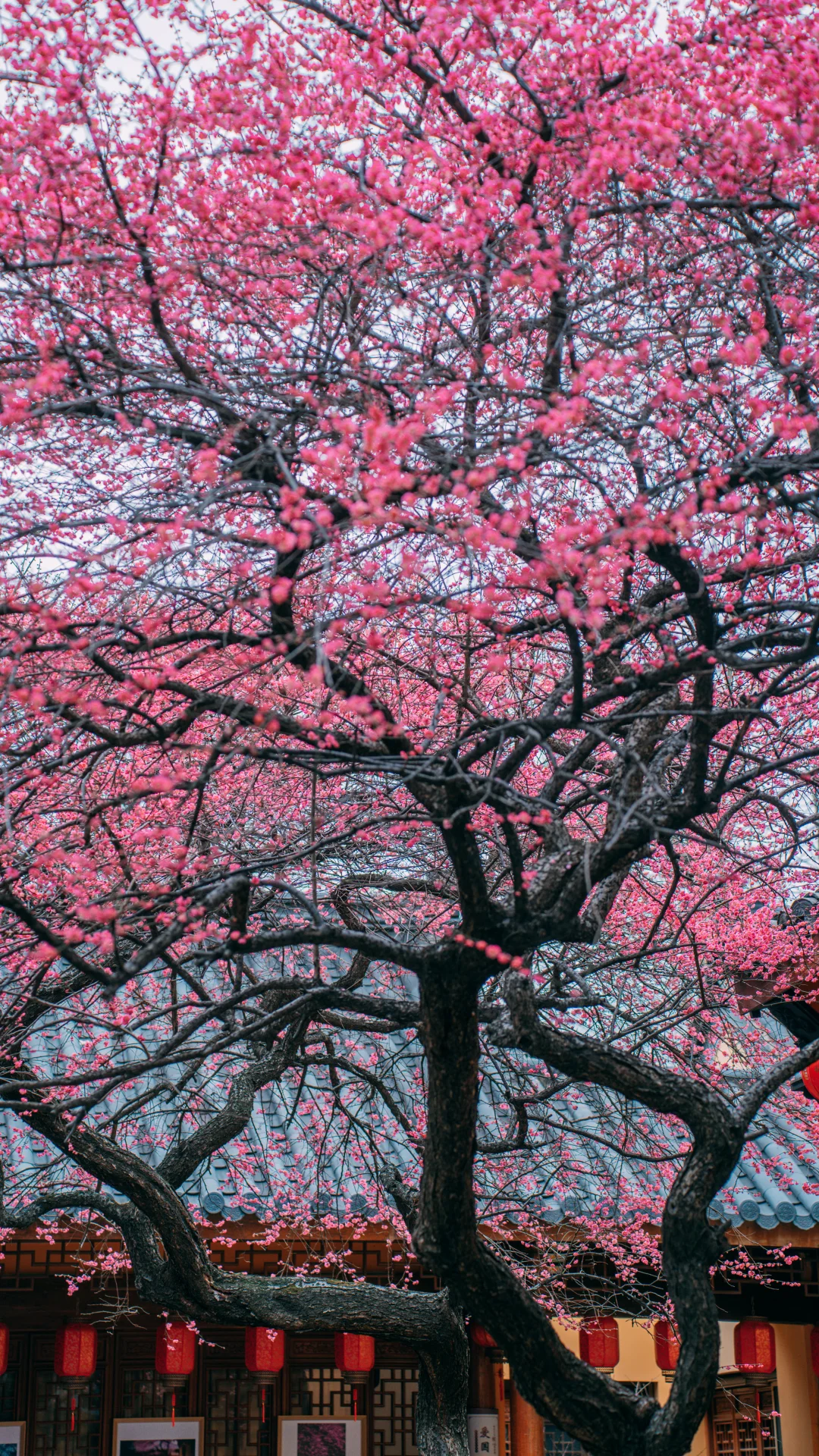 湖州铁佛寺🌸六瓣古梅，惊艳了整个早春…