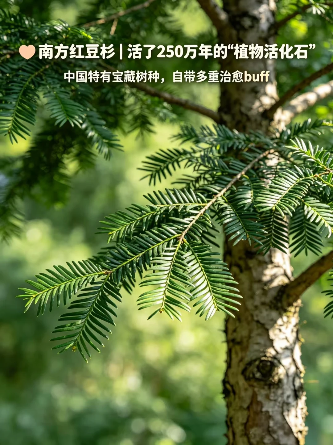 植物科普丨红豆杉250万年的“植物活化石”