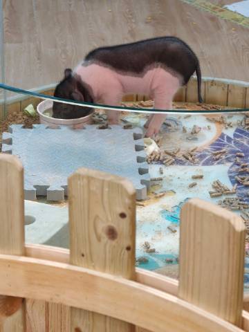 小猪也是高兴了就一直甩尾巴吗🐷<br />不断共情章鱼哥 章鱼姐真的...