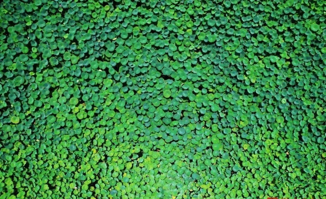 🌿 末伏将至，暑气未消，不如赴一场荷花的约会～ 🪷 碧叶亭亭如盖...