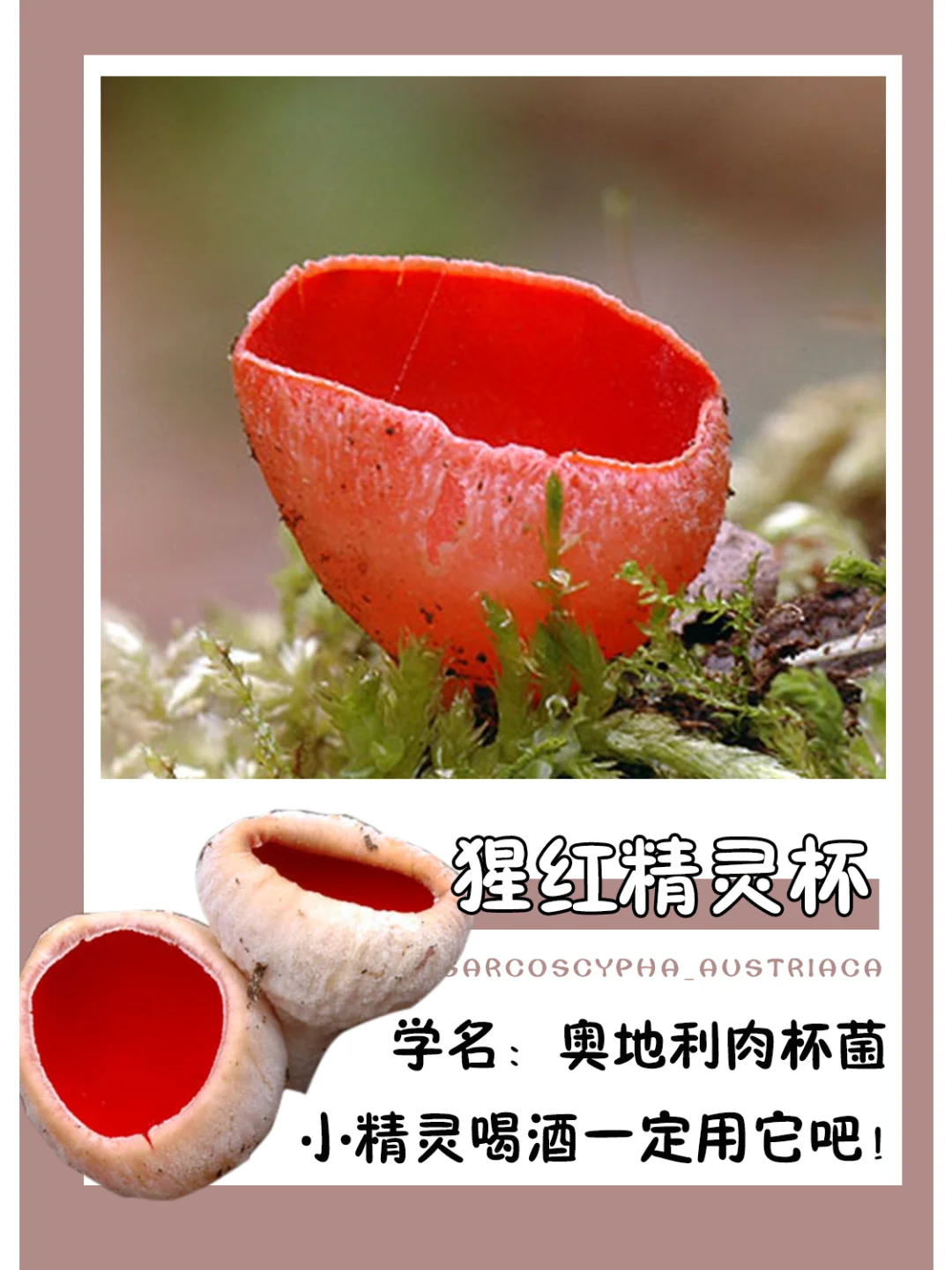 这么可爱，小精灵喝酒一定用它吧~