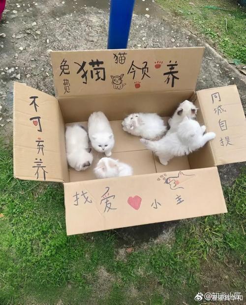 很多人问我想养宠物是买还是领养，我的建议是：先领养。流浪动物也很可爱，而且它们会更懂得感恩。今天在救助站看到一只被弃养的小狗，怯生生的，但眼睛好亮。给它一个家，它会用一生回报你。领养代替购买，好吗？ ​
