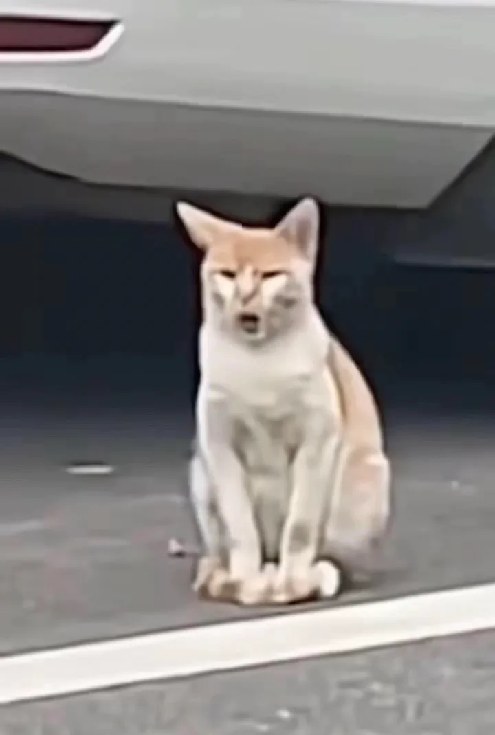 那些让人笑掉大牙的搞笑瞬间～