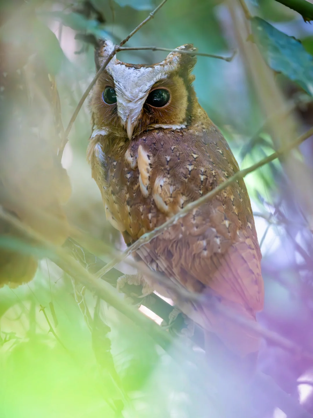缅泰震后第一现场收获白额角鸮！