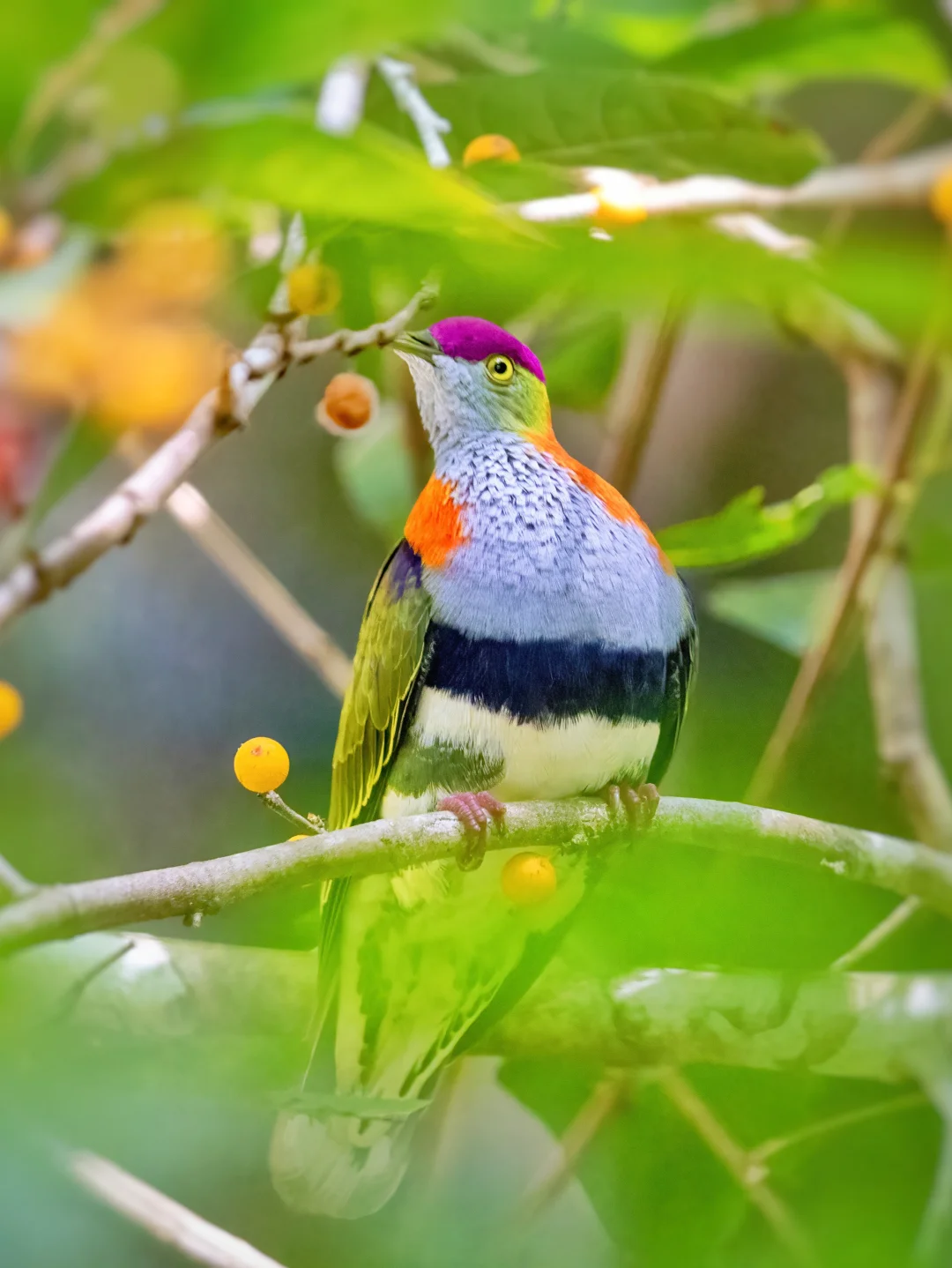 华丽果鸠果然鸟如其名！