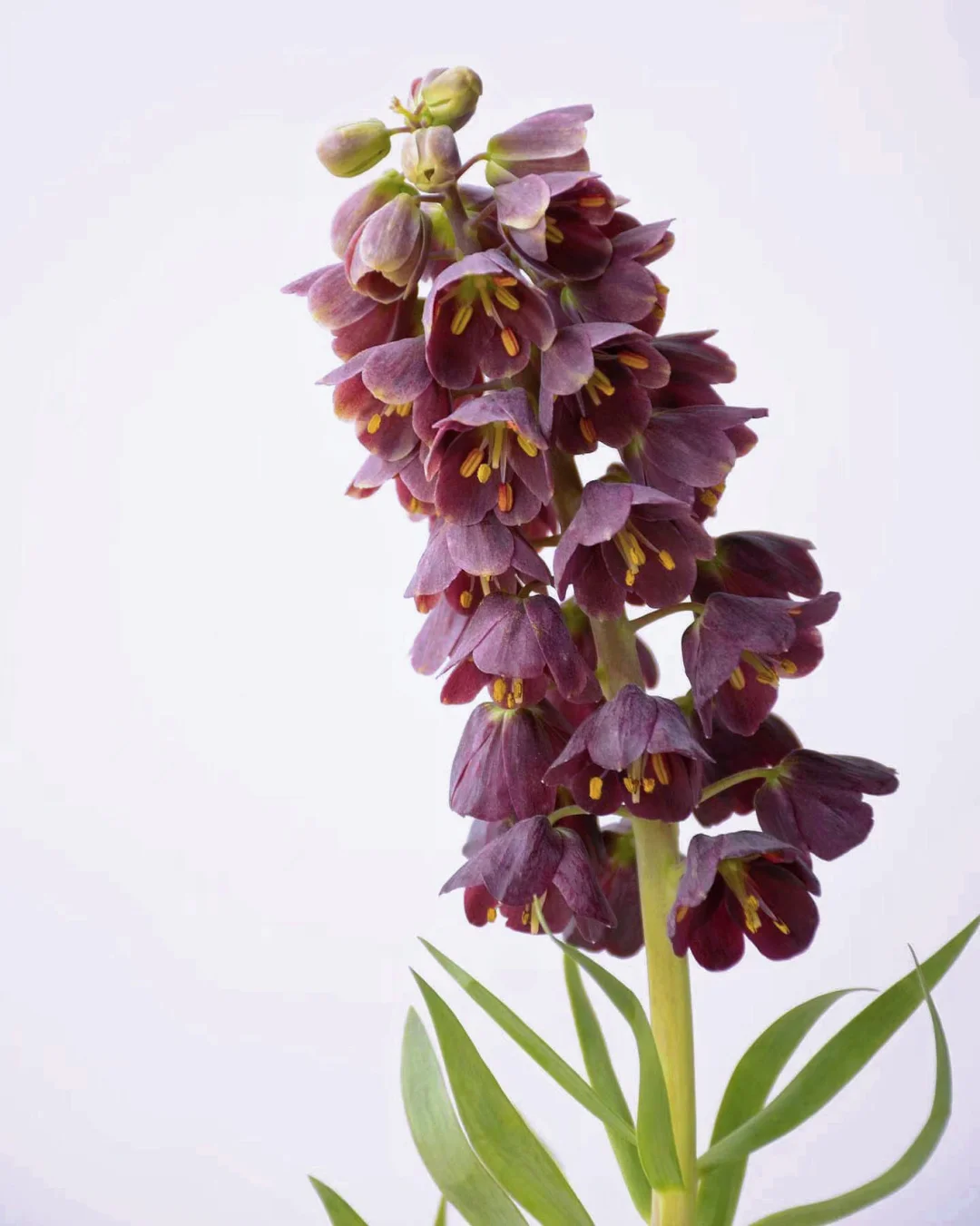 带你每天认识一种花材98｜波斯贝母