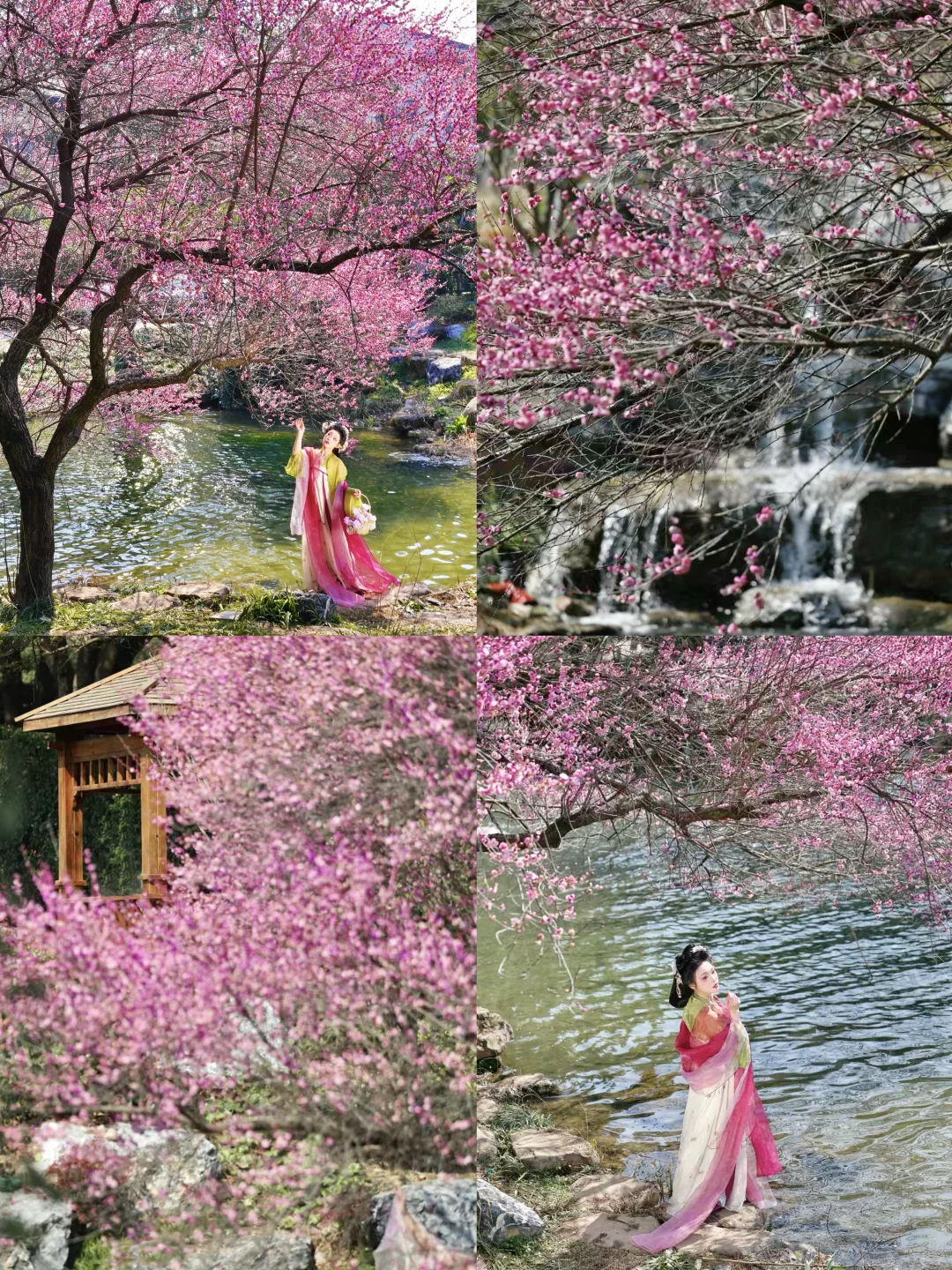 杭州茶博馆的“梅花王”，简直美爆了❗️❗️