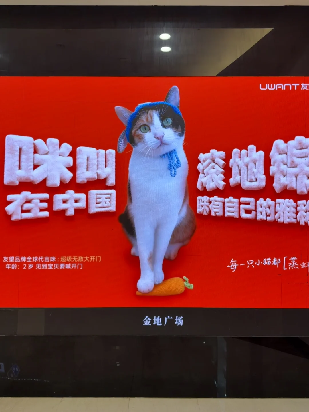 土猫大赏｜北京大屏藏着对小动物的浪漫