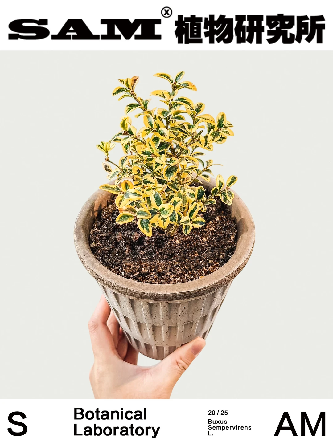 锦熟黄杨｜Cleyera Buxucs sempervirens 'El