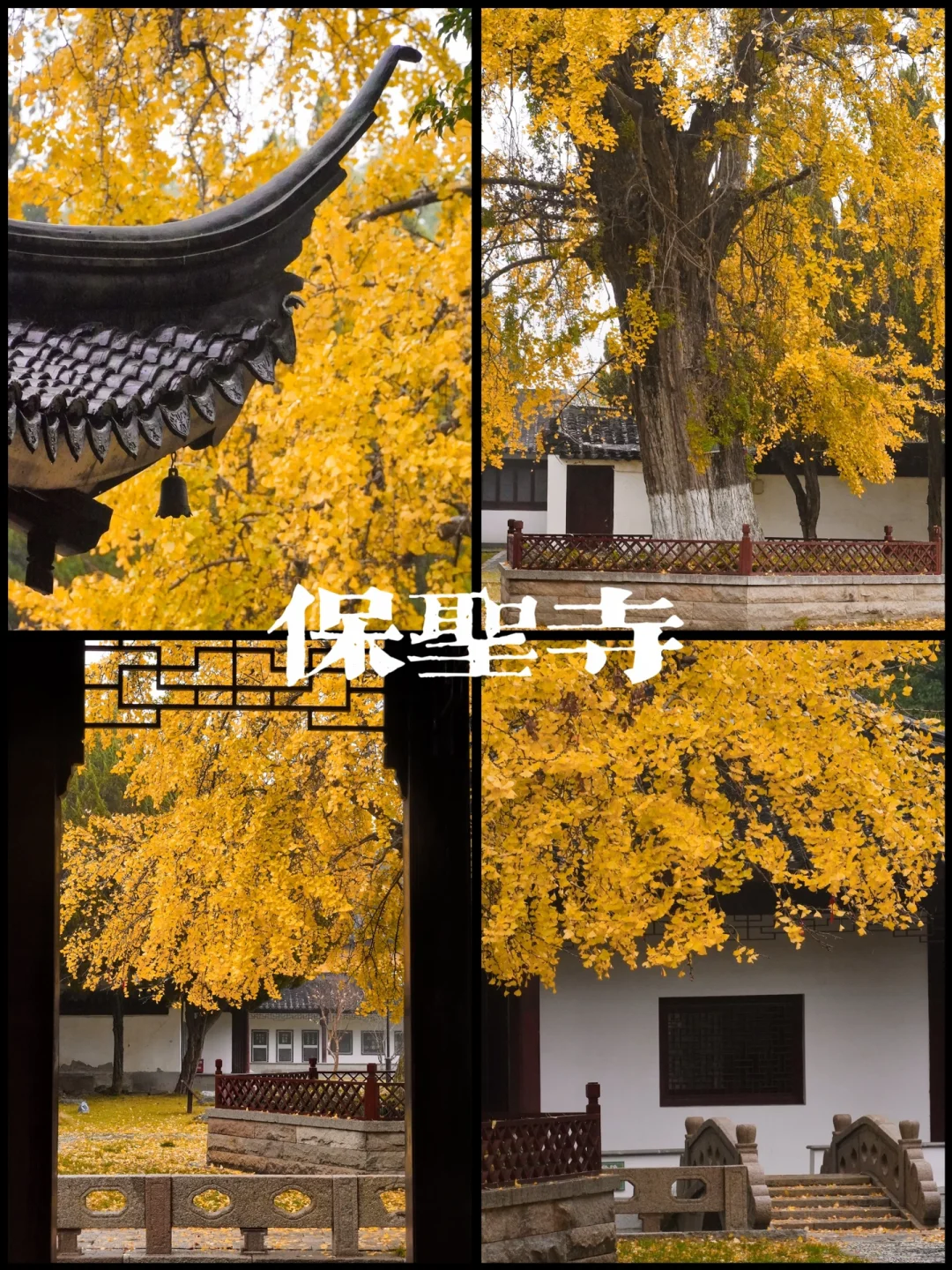 苏州千年古树 | 被遗忘在古刹中的银杏🍂