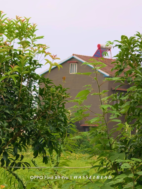 回到乡下，满眼都是舒服的绿色🌾
稻田、树木，掩映在草木之间的农家小屋。#此刻就很好#OPPO影像大赛#OPPOFindX9Ultra #OPPOFindX9sPro#OPPO旅拍神器  #O粉会  #OPPO影像漂流季  #晒晒我的新OPPO