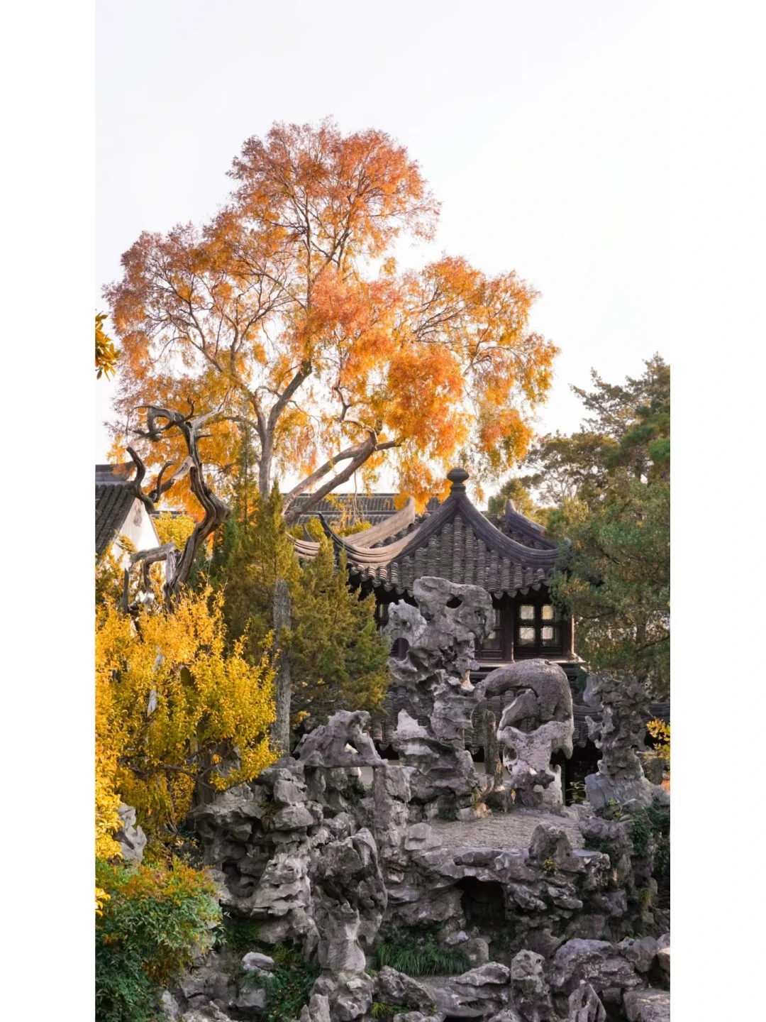 苏州园林 | 秋至霜侵林尽染🍂