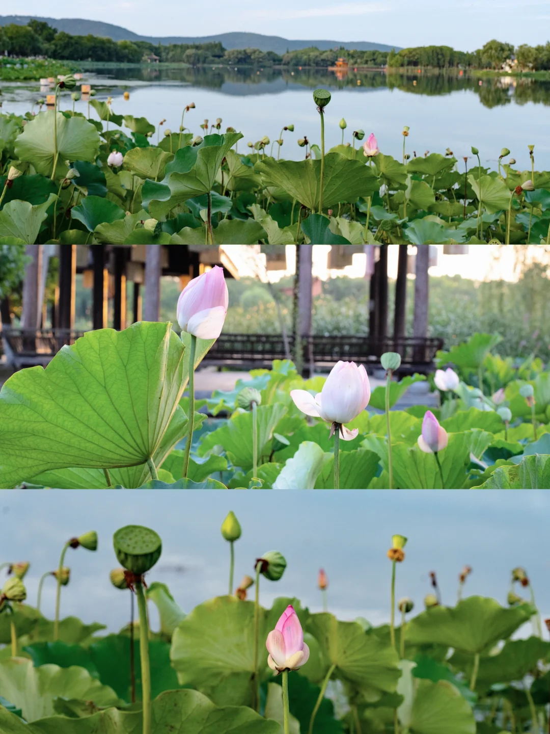 被低估的常熟｜来仙境了，像尚湖一样