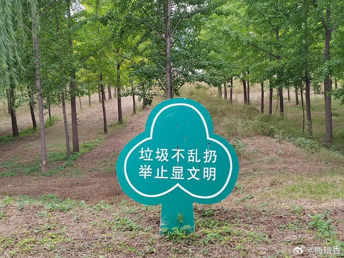 来黄河边银杏树林的，看清这十个字！济南 ​​​
