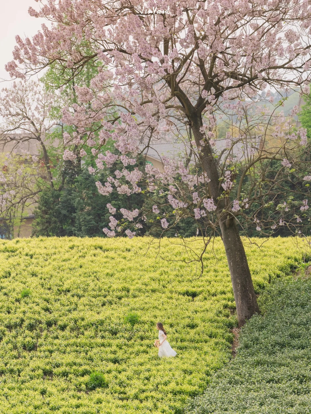 杭州自驾1.5h｜安吉茶园是为取景框而生的吧