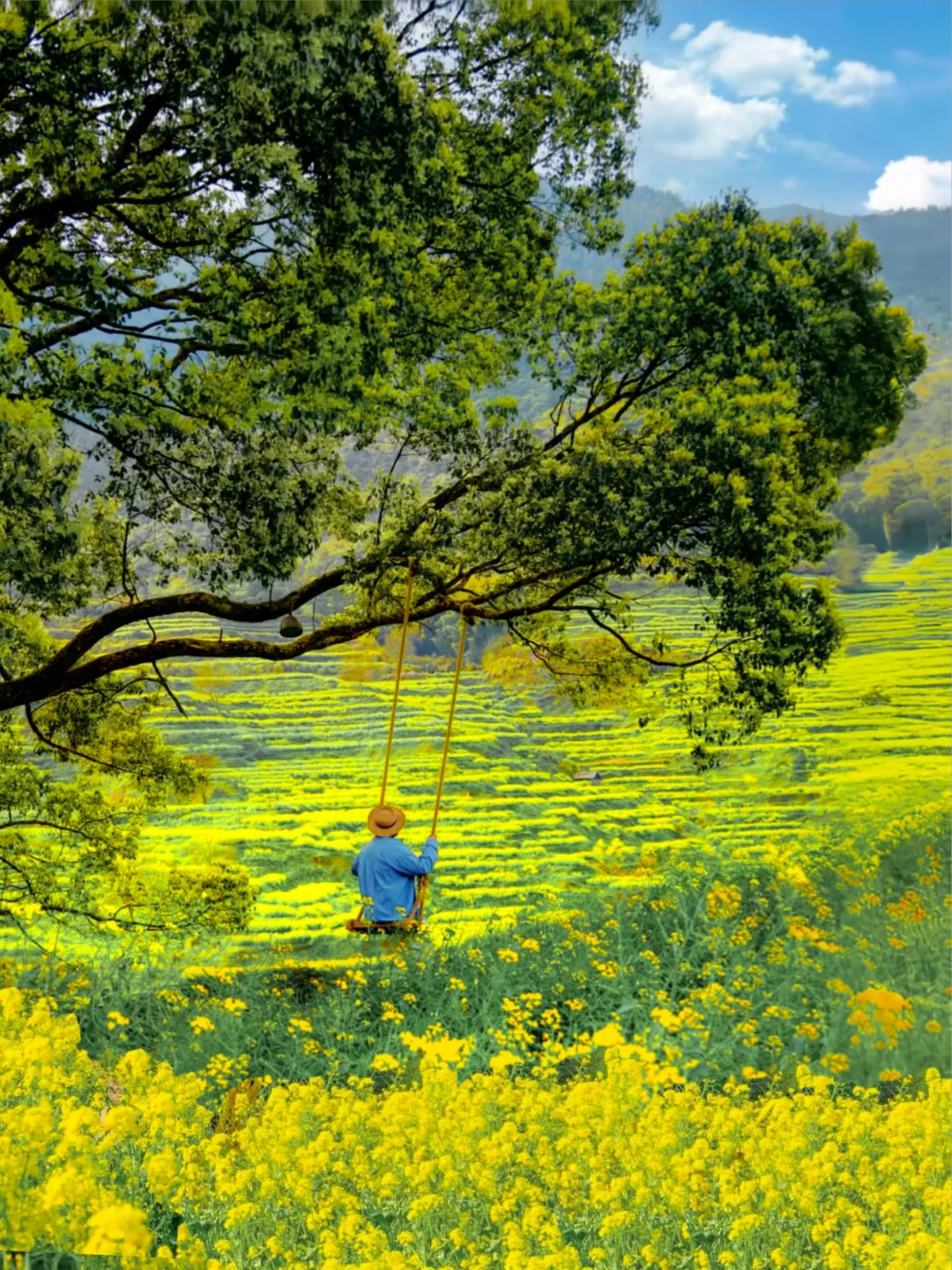 后悔才来❗️❗️江西高岭的油菜花开正盛…🥹