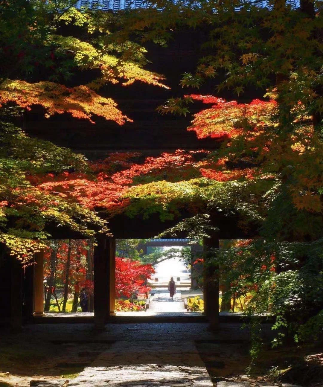 日本冈山县|寺庙里有好多好看的小哥哥？！