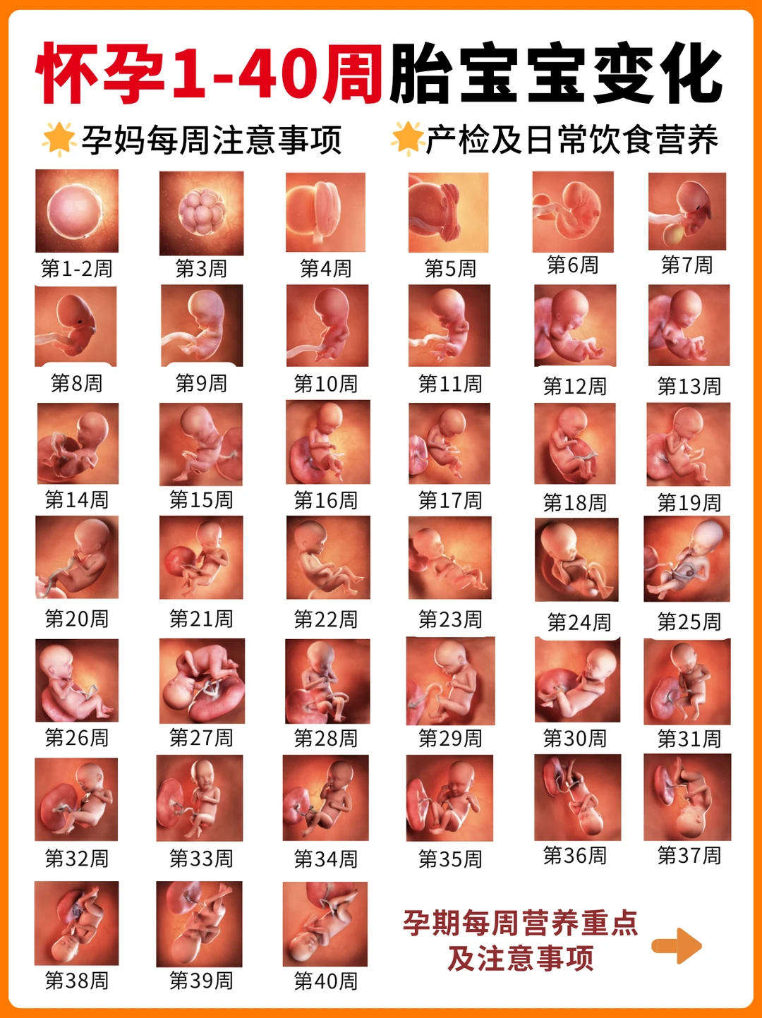 胎宝宝1-40周进程|孕期注意事项转给你老公
