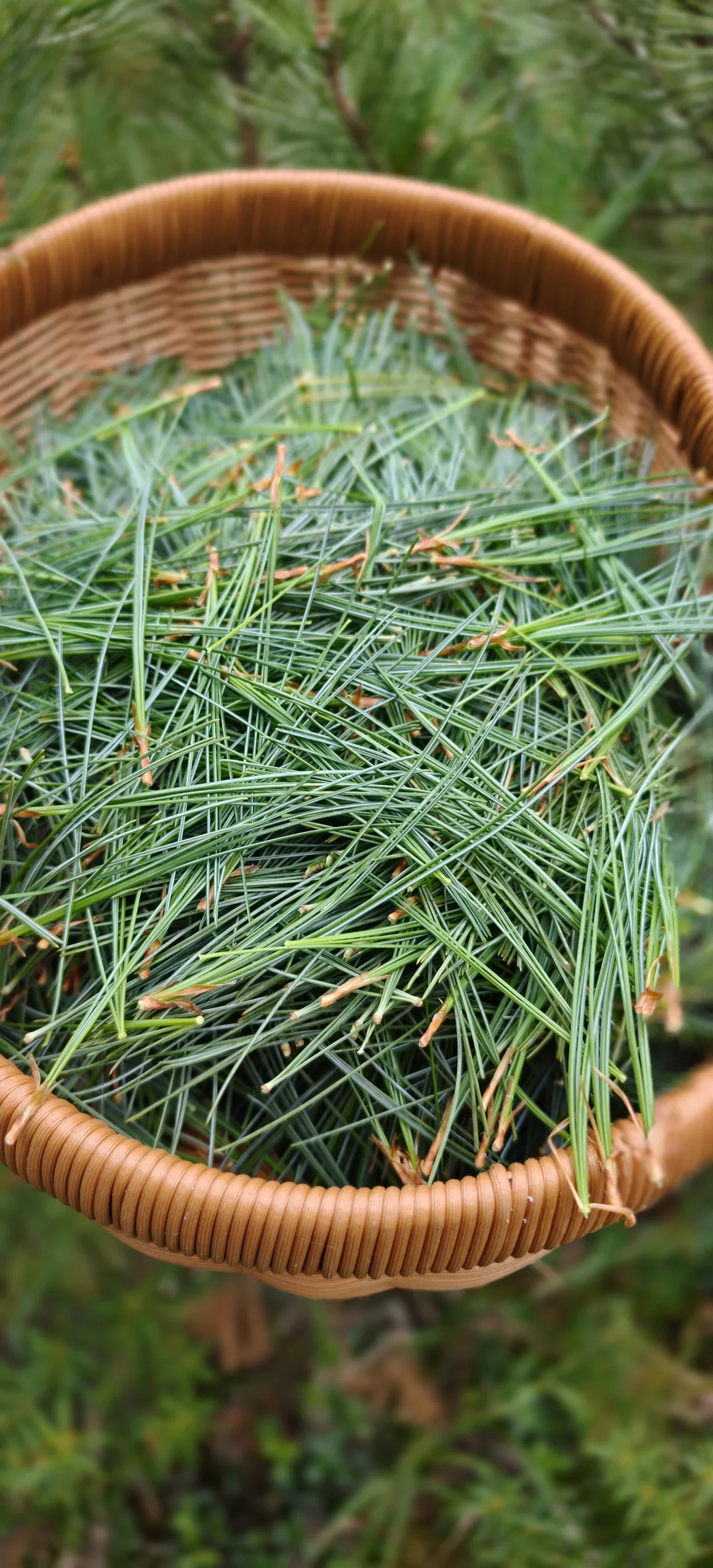 高山松针茶