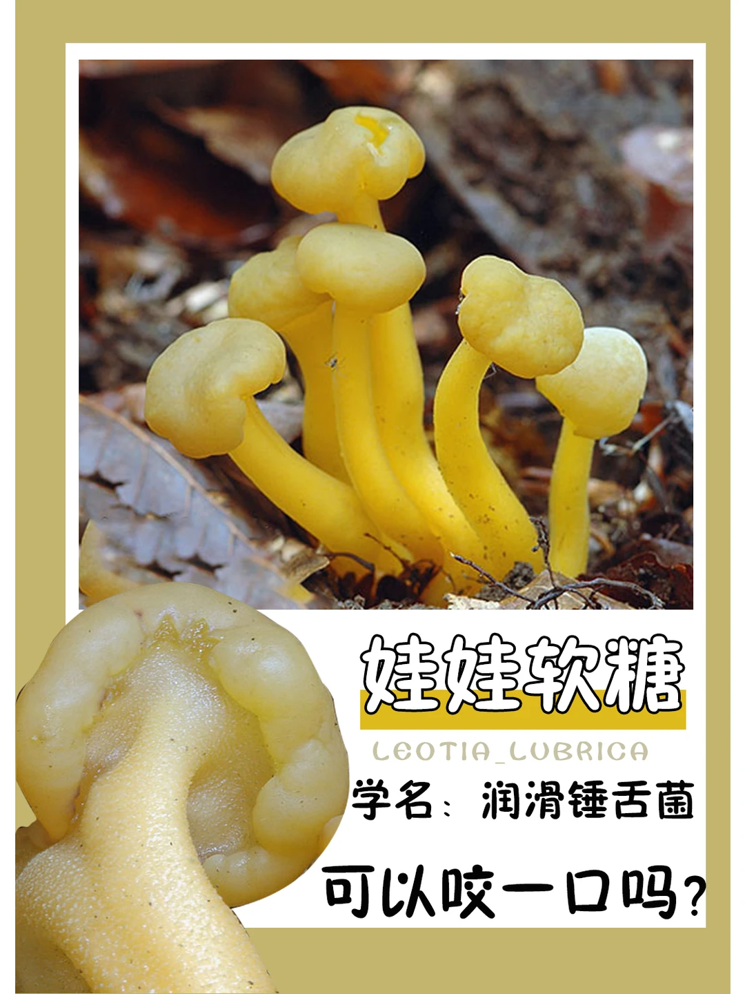 它叫娃娃软糖，一定很好吃吧~