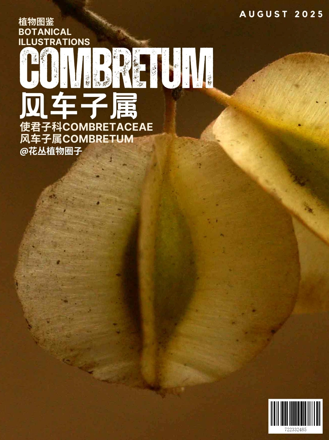 风车子属Combretum